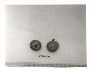 Click for 1 image(s) for this accession. FRUIT
